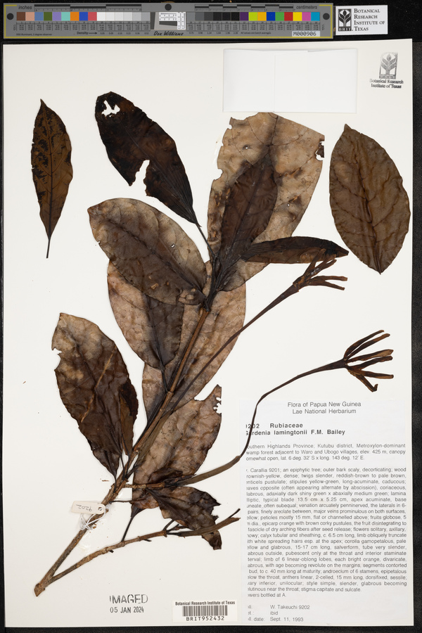 Gardenia lamingtonii image