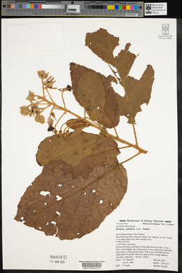 Image of Sloanea pulchra