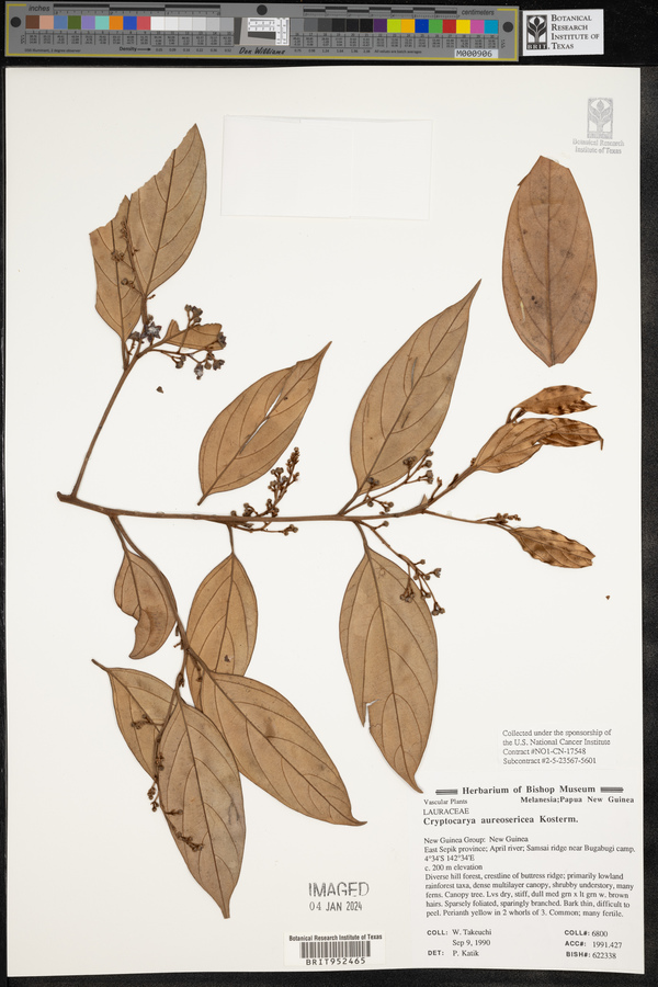 Cryptocarya aureosericea image