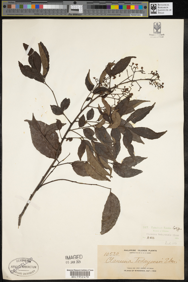 Clausena anisum-olens subsp. anisum-olens image