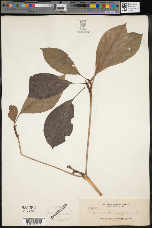 Baccaurea tetrandra image