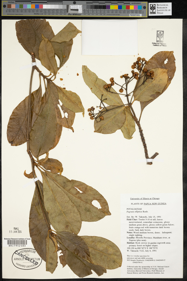 Picrophloeus image