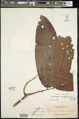 Enicosanthum grandifolium image