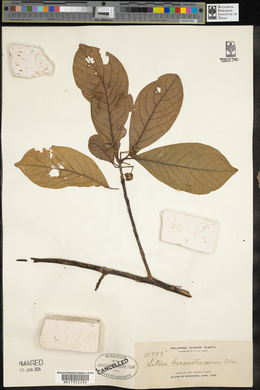 Litsea glutinosa image