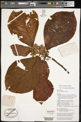 Timonius kaniensis image