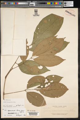 Aglaia leucophylla image