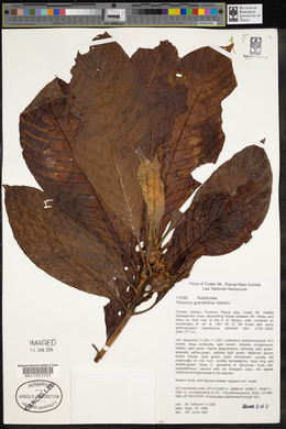 Timonius grandifolius image