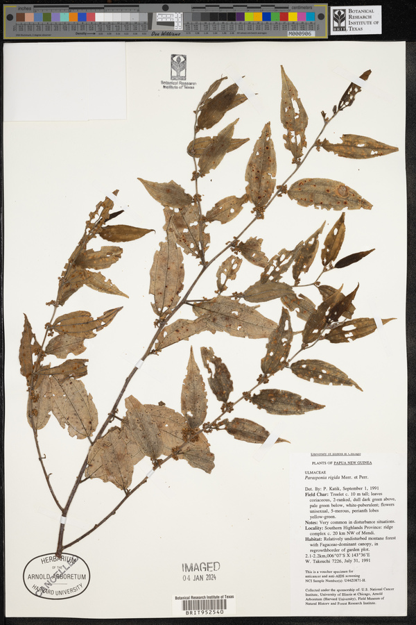 Trema rigidum image
