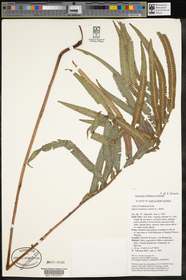 Sphaerostephanos unitus image
