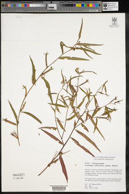 Ludwigia octovalvis image