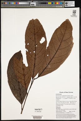 Merrilliodendron megacarpum image