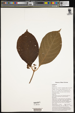 Callicarpa longifolia image