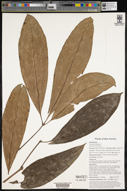 Teijsmanniodendron bogoriense image