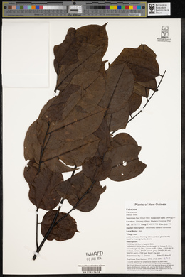 Pterocarpus indicus image