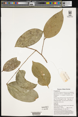 Xanthophyllum papuanum image