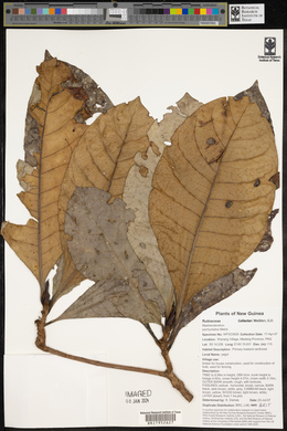 Mastixiodendron pachyclados image