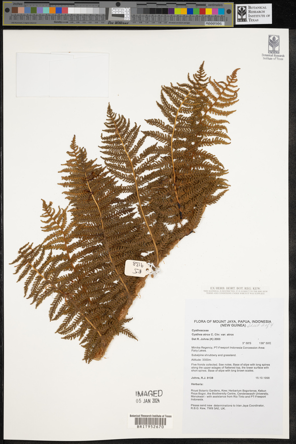 Cyathea atrox var. atrox image