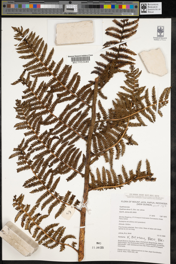 Cyathea atrox image