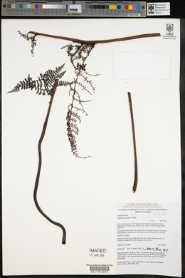 Cyathea klossii image