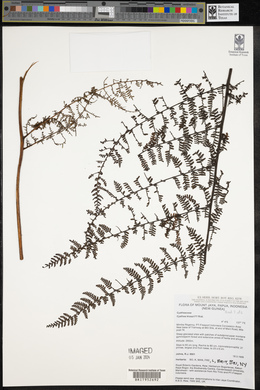 Cyathea klossii image