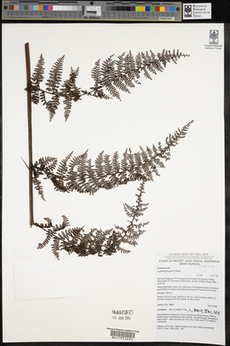 Cyathea klossii image