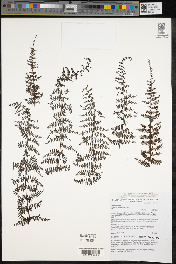 Cyathea klossii image