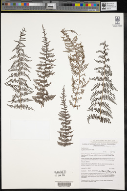 Cyathea klossii image