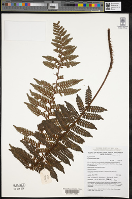 Cyathea klossii image