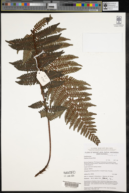 Cyathea klossii image