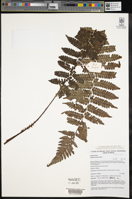 Cyathea klossii image