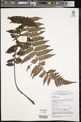 Cyathea klossii image