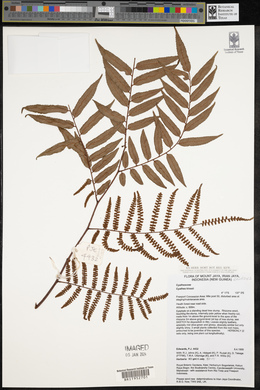 Cyathea klossii image