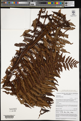 Cyathea klossii image