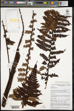 Cyathea klossii image