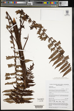 Cyathea klossii image