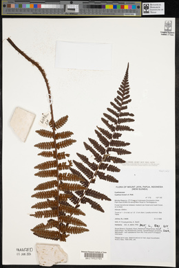 Cyathea klossii image