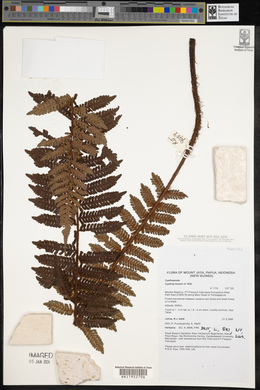 Cyathea klossii image