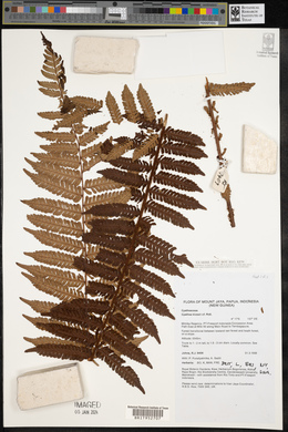 Cyathea klossii image