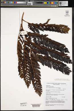 Cyathea muelleri image