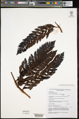 Cyathea muelleri image