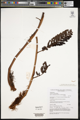 Cyathea muelleri image