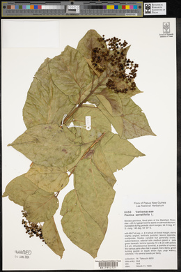 Premna serratifolia image