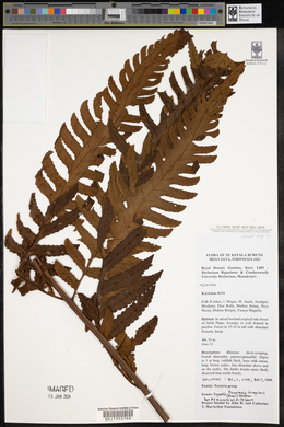 Pleocnemia irregularis image