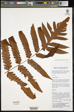 Pleocnemia irregularis image