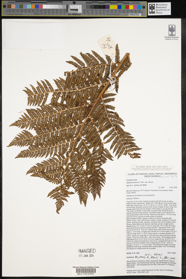 Cyathea atrox var. atrox image