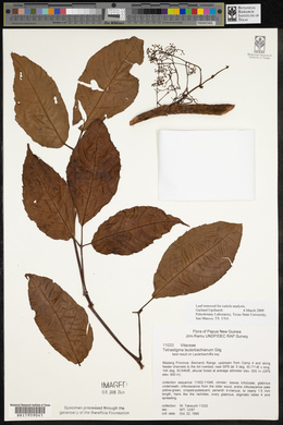 Tetrastigma lauterbachianum image