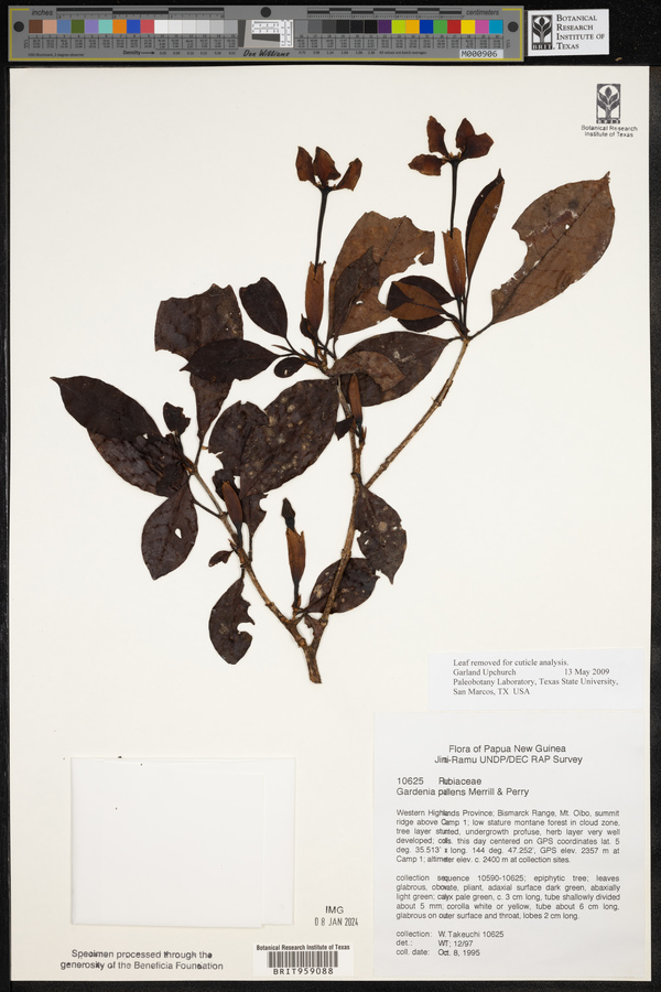 Gardenia pallens image