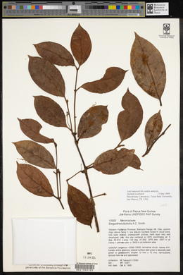 Image of Steganthera ilicifolia