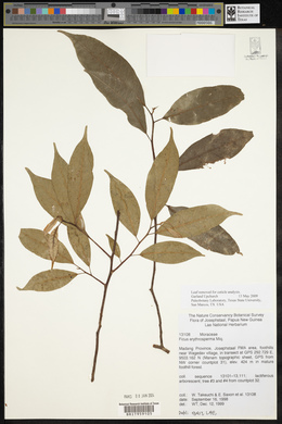 Ficus erythrosperma image