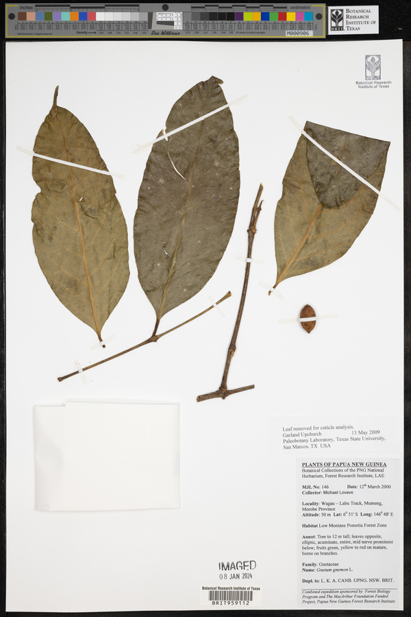 Gnetum gnemon image
